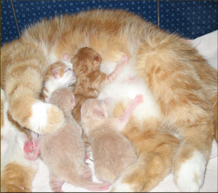 Naranjita e i suoi cuccioli