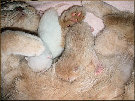 Evita e suoi due cuccioli