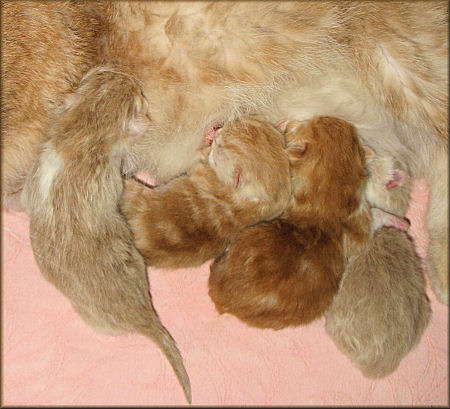 4 piccoli exotic